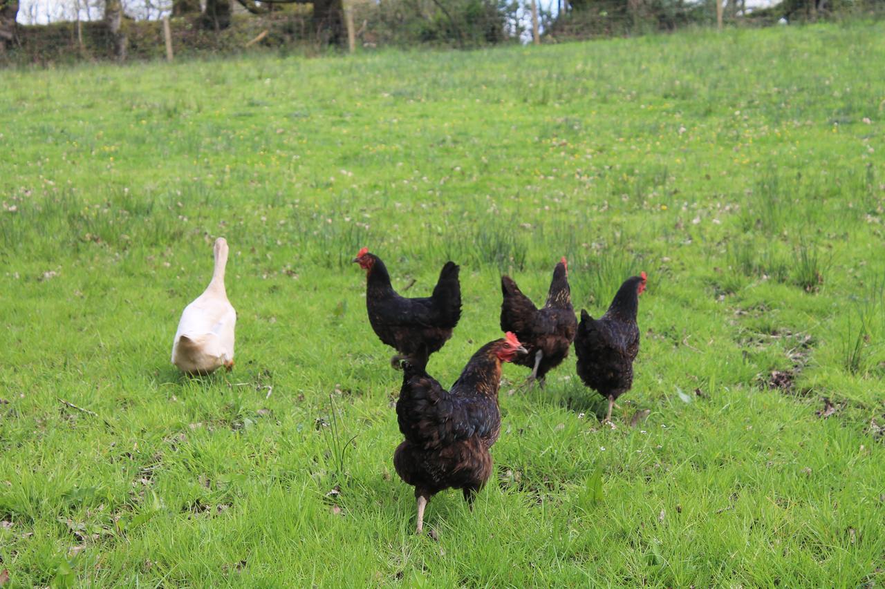 Dolton Meadowland Farm B&B 외부 사진